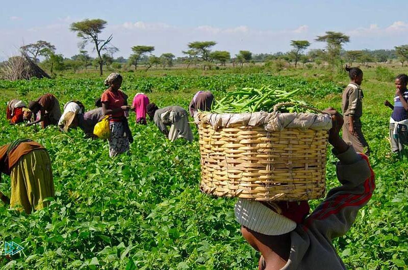 Agricultural Cooperatives Explained