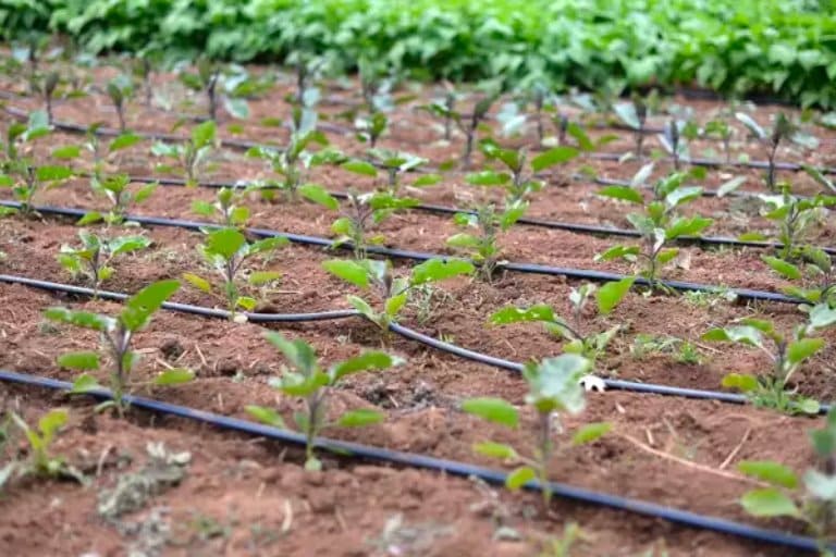 Unlocking Agricultural Potential Drip Irrigation and Future Possibilities