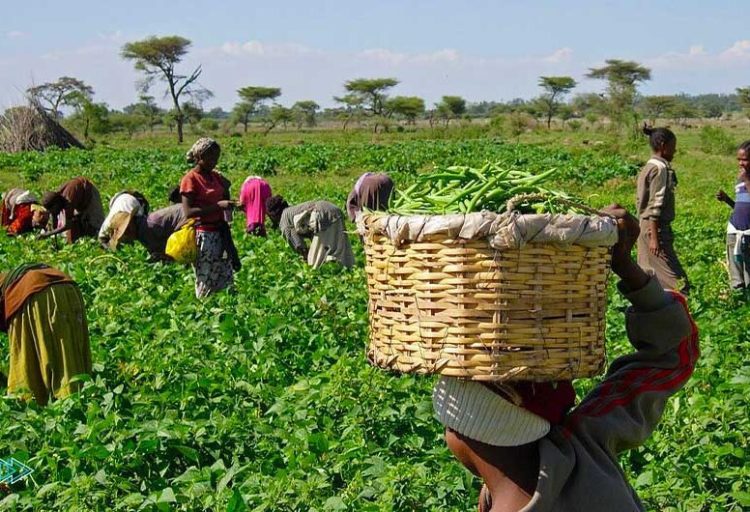 Agricultural Cooperatives Explained