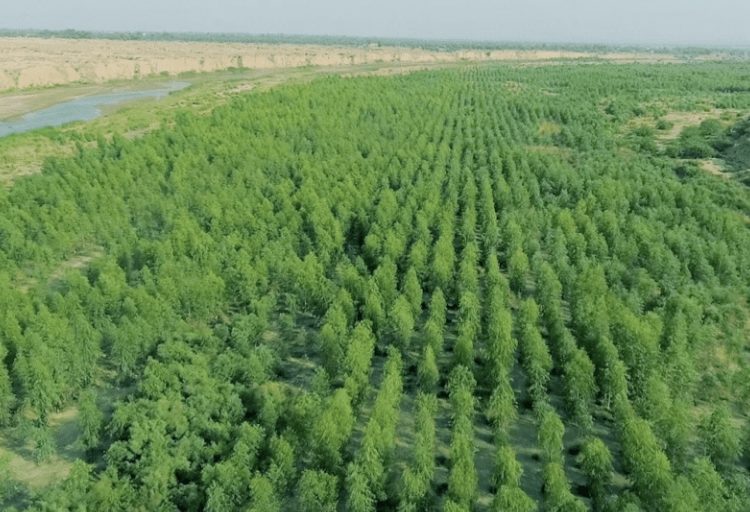 Debt-for-Nature Swaps Explained
