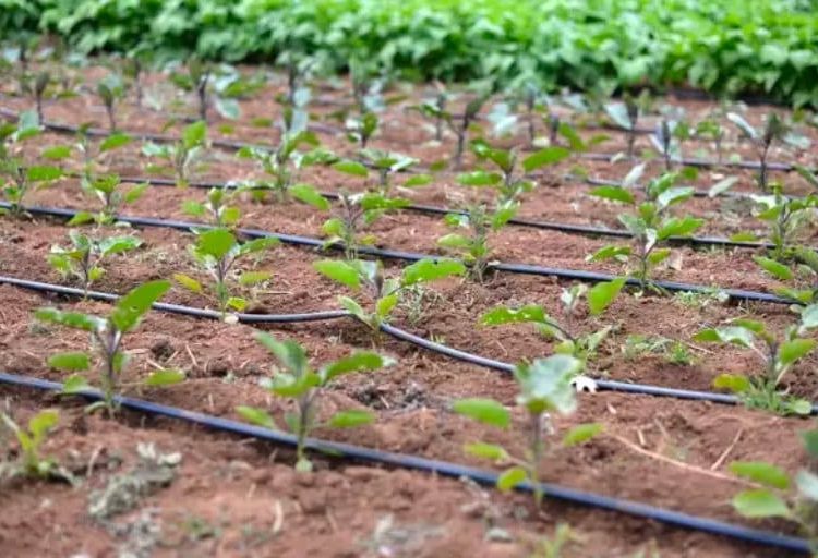 Unlocking Agricultural Potential Drip Irrigation and Future Possibilities